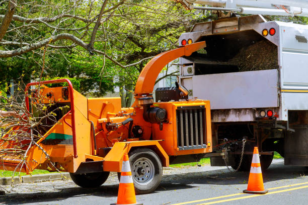 Best Tree Disease Treatment  in Agency Village, SD